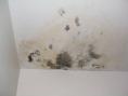 mold on ceiling.jpg