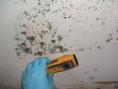ceiling mold.jpg